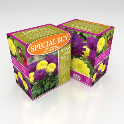 Special Buy Dahlia Packaging